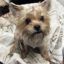Perla - Yorkshire Terrier