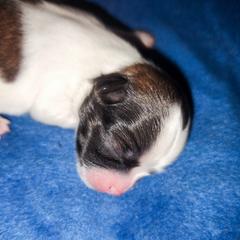 Mal-Shi, Maltese, and Shih Tzu Puppies from Michigan Maltese Puppies