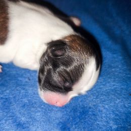 Mal-Shi, Maltese, and Shih Tzu Puppies from Michigan Maltese Puppies