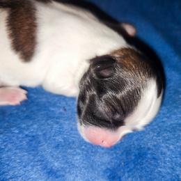 Mal-Shi, Maltese, and Shih Tzu Puppies from Michigan Maltese Puppies