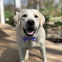 Diamond - Labrador Retriever