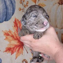 Spice - Blue merle female Sheepadoodle puppy in Austin, Texas from Darling Doodles