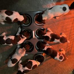 German Shorthaired Pointer puppies from Harts Hill Kennel