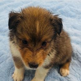Boy 3 - Sable and white male Shetland Sheepdog puppy in Pensacola, Florida from Nancy Barger's Siberian Huskies