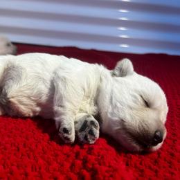 Zoe - Wheaten female Scottish Terrier puppy in Chattanooga, Tennessee from Oodles of Cuties!