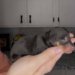 Sarge - Black and tan male Dachshund puppy in Brandon, Florida from Knights Dachshunds