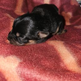 Tinkerbell - Black and white female Companion Cross puppy in Decatur, Illinois from We R Puppies