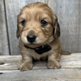 Thunder - Cream male Dachshund puppy in South Willard, Utah from Doxies in the Sun