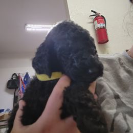 Poodle Puppies from Cummings Samantha