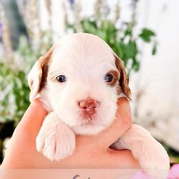Skye - Cream female Goldendoodle puppy in Mahomet, Illinois from Jordan Family Doodles
