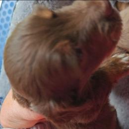 Jupiter - Chocolate and tan male Dachshund puppy in Strong, Arkansas from Dachshunds R Us