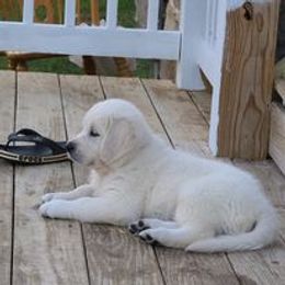 Golden Retriever Puppies from Smokey Mountain English Goldens