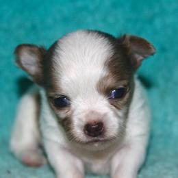 Boy 2 - Merle male Chihuahua puppy in Madill, Oklahoma from Tiddlewink Chi's