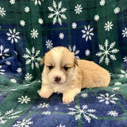 Winston - Red male Pembroke Welsh Corgi puppy in Urbana, Ohio from Edgewood Farm and Kennel
