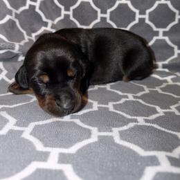 Addison - Black and rust female Doberman Pinscher puppy in Boyd, Texas from Team Feem Breeders