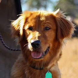 Golden Retrievers from Miller Retrievers
