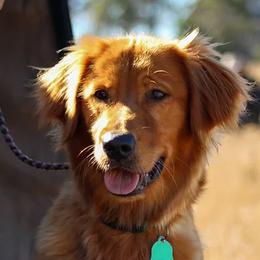 Golden Retrievers from Miller Retrievers