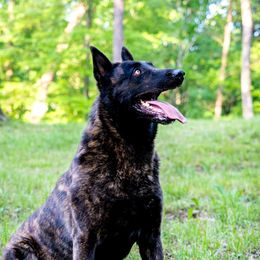 Belgian Malinois, Dutch Shepherd, and German Shepherd All Grown Up from Stay Wild K9
