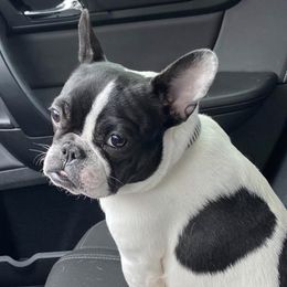 French Bulldogs from Kelle Freels