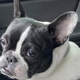 French Bulldogs from Kelle Freels