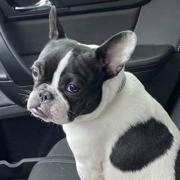 French Bulldogs from Kelle Freels