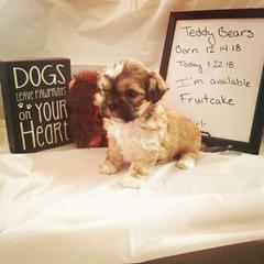 Shichon and Aussiedoodle Puppies from PTK Ranch