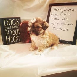 Shichon and Aussiedoodle Puppies from PTK Ranch