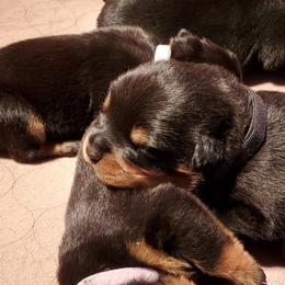 Rottweiler Puppies from Vom Corvinus Haus Rottweilers