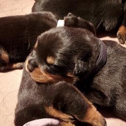 Rottweiler Puppies from Vom Corvinus Haus Rottweilers