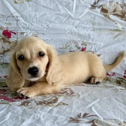 Sam - Cream male Dachshund puppy in Okeechobee, Florida from HotShot Kennels