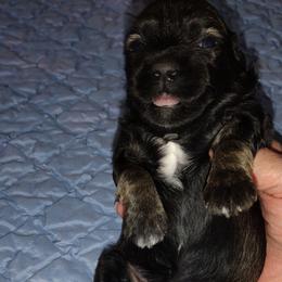 Roxi - Red sable female Havanese puppy in Cleveland, Texas from 7th Heaven Havanese of Texas