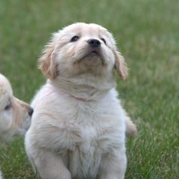 Golden Retriever Puppies from Cedar Goldens