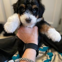 Bernedoodle and Goldendoodle Puppies from Paws 4 Doodles, LLC