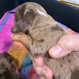 Prince - Dapple male Dachshund puppy in Fayetteville, Pennsylvania from PA's Darling Doxies