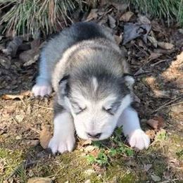 Buckeye - Gray and white male Alaskan Malamute puppy in Palmyra, Michigan from Illusion Kennel