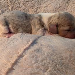Isabella dapple piebald - Dapple male Dachshund puppy in West Plains, Missouri from Spring Creek Dachshunds