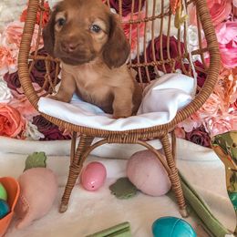 Dachshund Puppies from Mill Creek Dachshunds