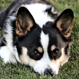 Pembroke Welsh Corgis from Stumpy Smilers