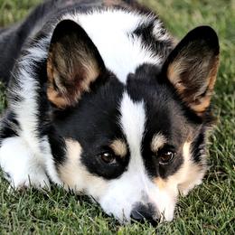 Pembroke Welsh Corgis from Stumpy Smilers