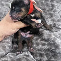 Bulldog Puppies from Bay Area Bulldogs