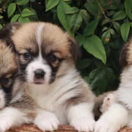 Girl 3 - Red female Pembroke Welsh Corgi puppy in Caliente, California from Rafter Cross 7