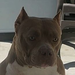 MIA - American Staffordshire Terrier