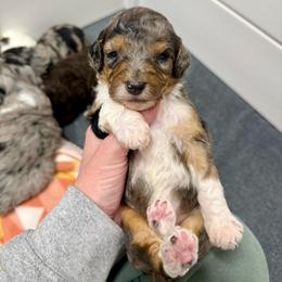 Oreo - Blue merle male Aussiedoodle puppy in Heber City, Utah from Junipersdoodles