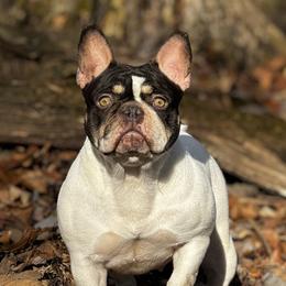 Spirit - French Bulldog
