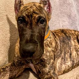 Great Dane Puppies from F&B Kennels