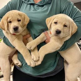 Labrador Retriever Puppies from Jewell Labradors