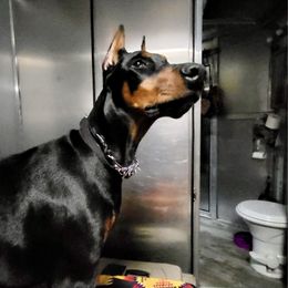 Doberman Pinscher Puppies from Devoted Doberman