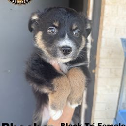 Phoebe - Black tri-color female Australian Shepherd puppy in Lubbock, Texas from Always Awesome Aussies