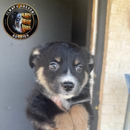 Phoebe - Black tri-color female Australian Shepherd puppy in Lubbock, Texas from Always Awesome Aussies