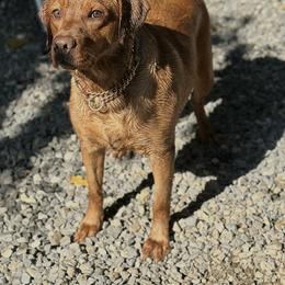Anna - Yellow female Labrador Retriever puppy in Strafford, New Hampshire from Alley Rock Labradors, LLC